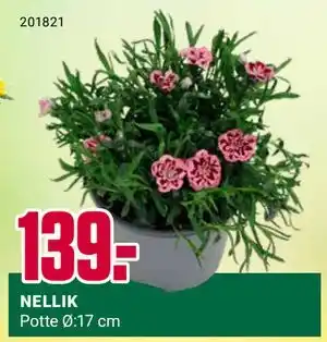 Europris NELLIK tilbud