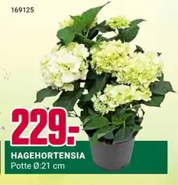 Europris HAGEHORTENSIA tilbud