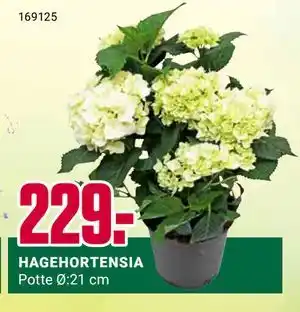 Europris HAGEHORTENSIA tilbud