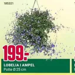 Europris LOBELIA I AMPEL tilbud