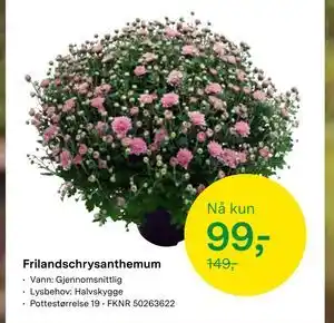 Felleskjøpet Frilandschrysanthemum tilbud