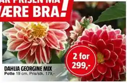 Bauhaus DAHLIA GEORGINE MIX tilbud
