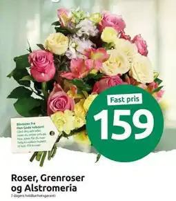 Joker Roser, Grenroser og Alstromeria tilbud