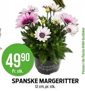 Kiwi SPANSKE MARGERITTER tilbud