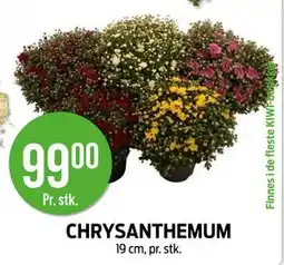 Kiwi CHRYSANTHEMUM tilbud