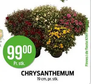 Kiwi CHRYSANTHEMUM tilbud