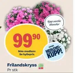 Coop Mega Frilandskryss tilbud