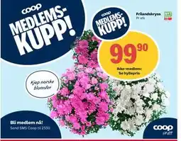 Coop Extra Frilandskryss tilbud