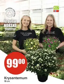 Spar Krysantemum tilbud