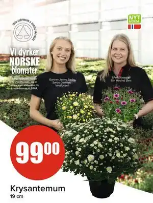 Spar Krysantemum tilbud