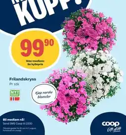 Coop Prix Frilandskryss tilbud