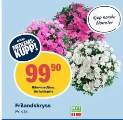 Coop Obs Frilandskryss tilbud