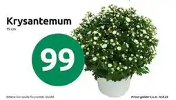 Joker Krysantemum tilbud