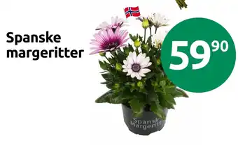 Joker Spanske margeritter tilbud