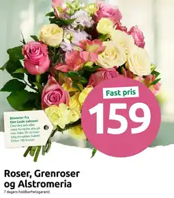 Joker Roser, Grenroser og Alstromeria tilbud