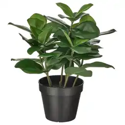 IKEA Fejka Kunstig potteplante, inne/ute Clusia, 12 cm tilbud