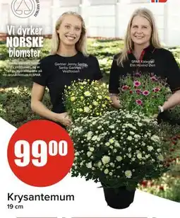 Spar Krysantemum tilbud