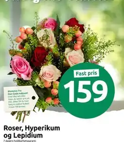 Joker Roser, Hyperikum og Lepidium tilbud