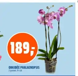 Coop Obs ORKIDÉE PHALAENOPSIS tilbud