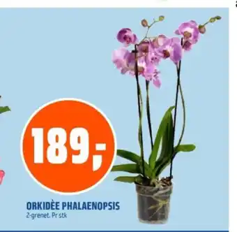 Coop Obs ORKIDÉE PHALAENOPSIS tilbud