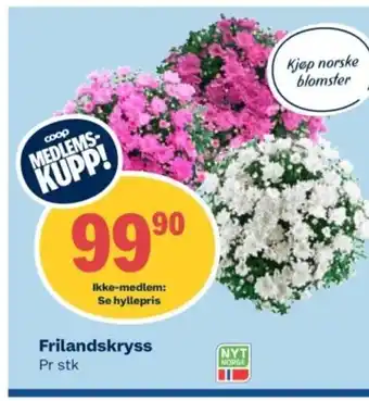 Coop Obs Frilandskryss Pr stk tilbud