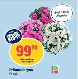 Coop Obs Frilandskryss, Medlemspris tilbud