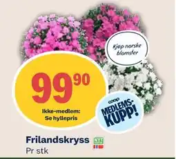 Coop Mega Frilandskryss, Medlemspris tilbud