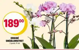 Coop Extra ORKIDÉ SMÅBLOMSTRET, NOK 189 tilbud