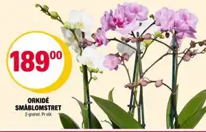 Coop Extra ORKIDÉ SMÅBLOMSTRET, NOK 189 tilbud