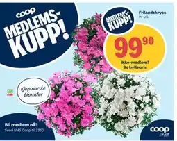 Coop Extra Frilandskryss, Medlemspris tilbud