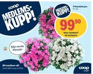 Coop Extra Frilandskryss, Medlemspris tilbud