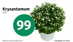 Joker Krysantemum, NOK 99 tilbud