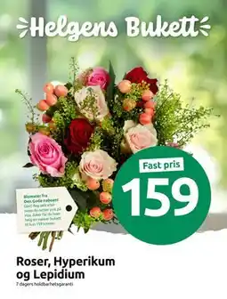 Joker Roser, Hyperikum og Lepidium, NOK 159 tilbud