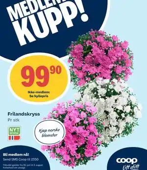 Coop Prix Frilandskryss, Medlemspris tilbud