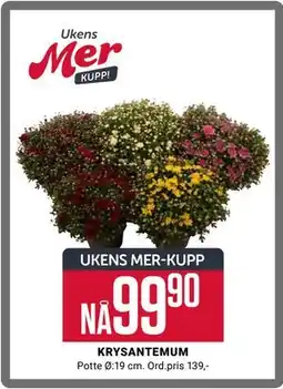 Europris KRYSANTEMUM, App-pris tilbud