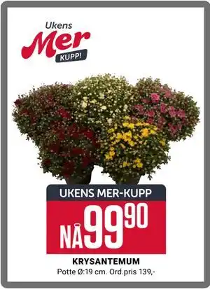 Europris KRYSANTEMUM, App-pris tilbud