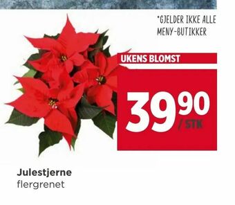 Meny Julestjerne tilbud