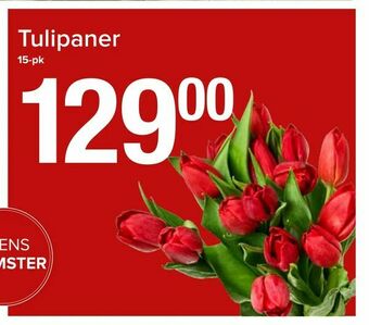 Spar Tulipaner tilbud
