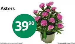 Joker Asters, NOK 39.9 tilbud