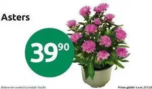 Joker Asters, NOK 39.9 tilbud
