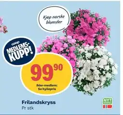 Coop Obs Frilandskryss, Medlemspris tilbud