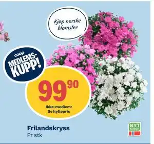 Coop Obs Frilandskryss, Medlemspris tilbud