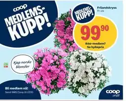 Coop Extra Frilandskryss, Medlemspris tilbud
