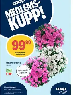 Matkroken Frilandskryss, Medlemspris tilbud