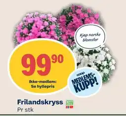 Coop Mega Frilandskryss, Medlemspris tilbud