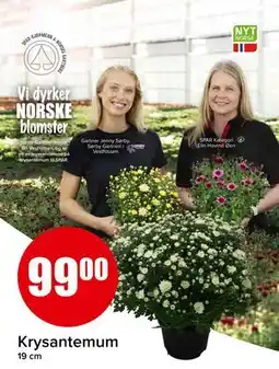 Spar Krysantemum, NOK 99 tilbud