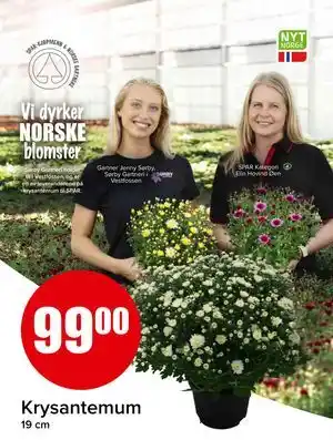Spar Krysantemum, NOK 99 tilbud