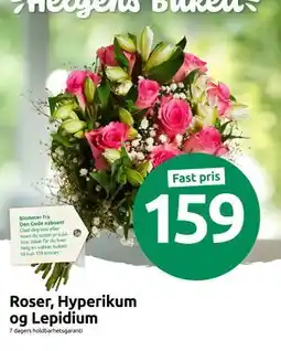 Joker Roser, Hyperikum og Lepidium, NOK 159 tilbud