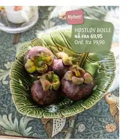 Nille HØSTLØV BOLLE tilbud