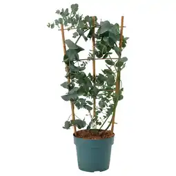 IKEA Eucalyptus Potteplante, eukalyptus, 17 cm tilbud